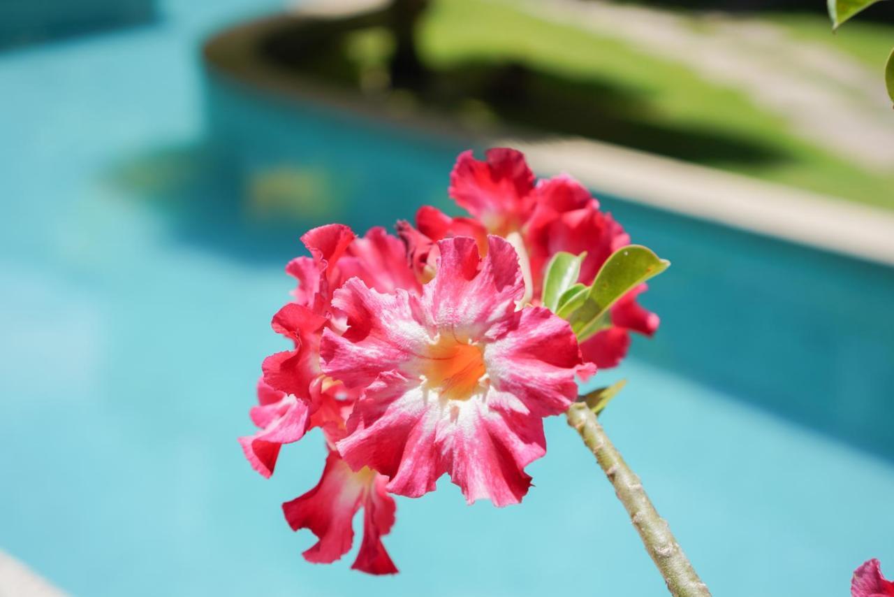 Flor Da Mata Aparthotel Praia de Pipa Exterior photo